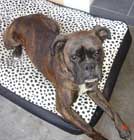 Chien Boxer jouant avec sa balle